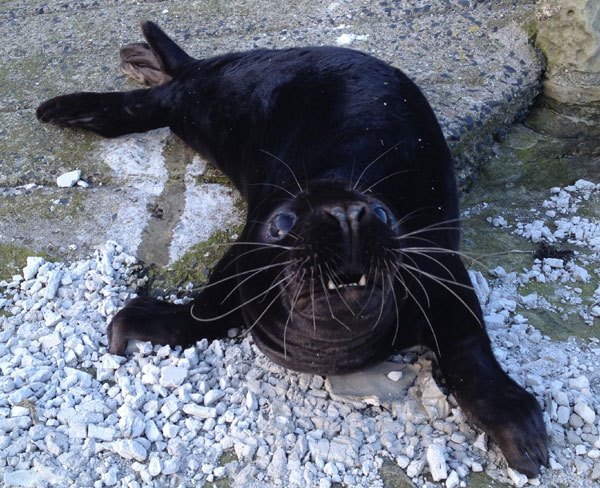 black-seal