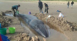 This rare sei whale was stranded on Druridge Bay last autumn