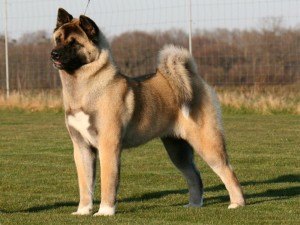 fawn akita