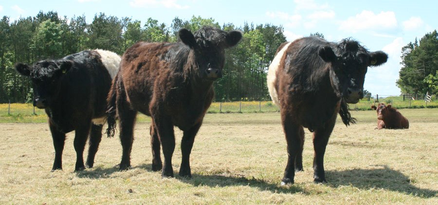 Cows-at-Druridge