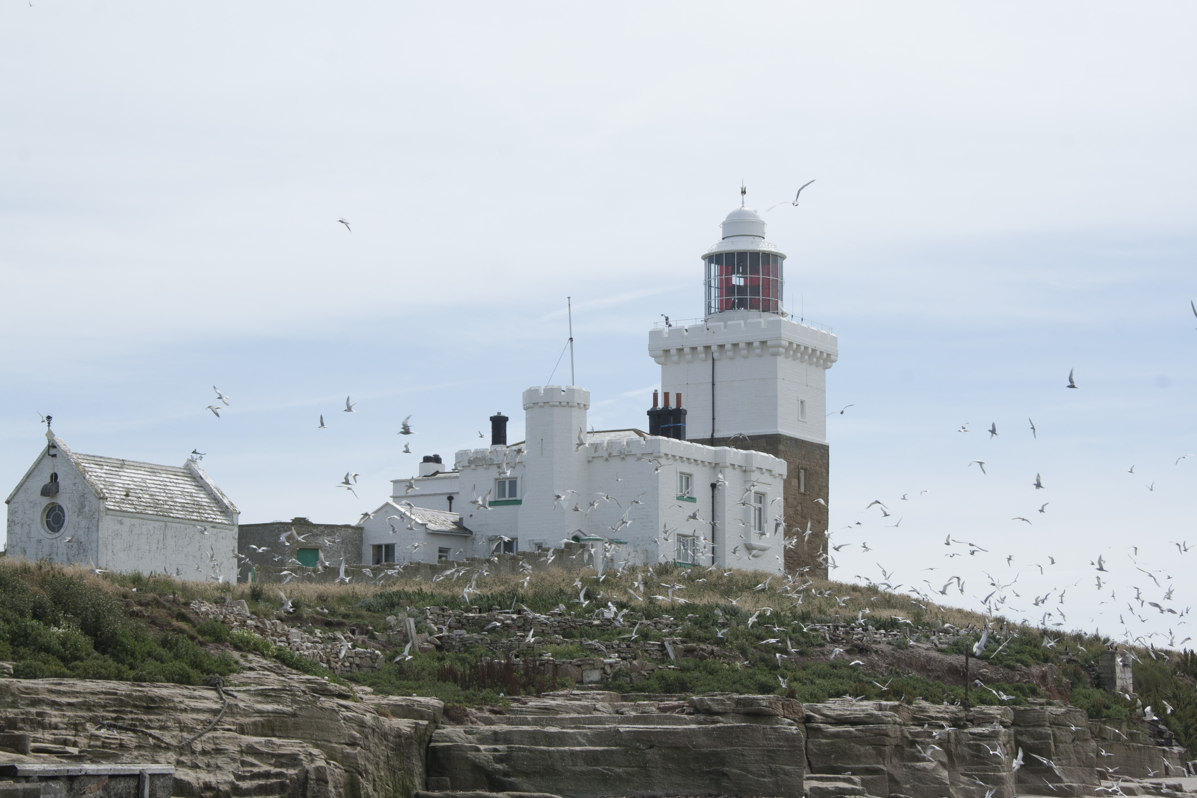Coquet Island is a designated nature sanctuary, but it too is under threat from climate change