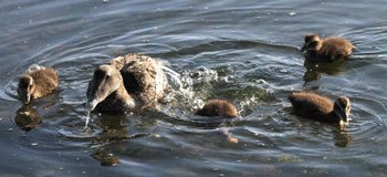 Eider ducklings and their 'aunties' swim to Amble's Quayside
