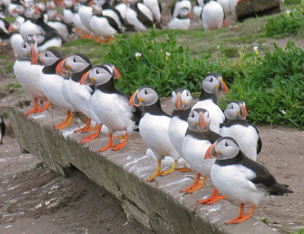 puffins-in-a-row