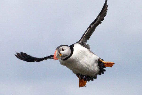 Puffin with Pride: have a wonderful festival