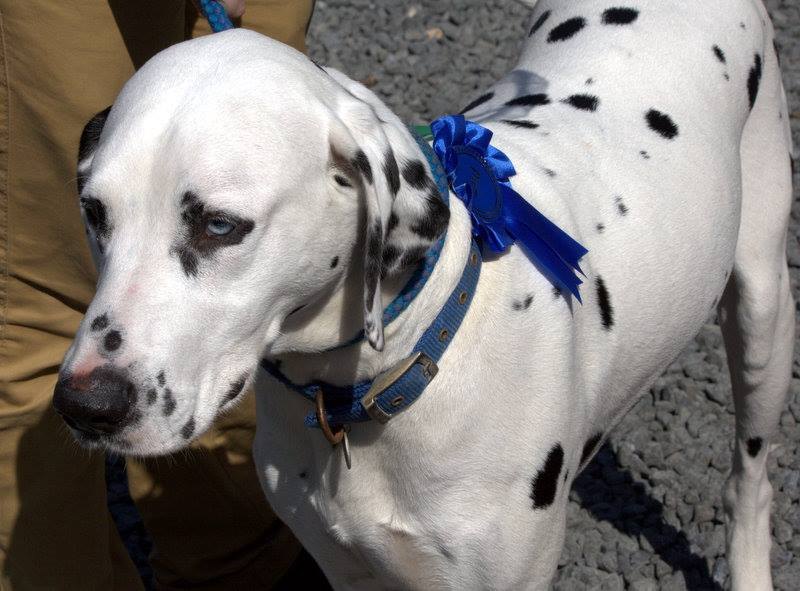 Dog show blue ribbon (FH)