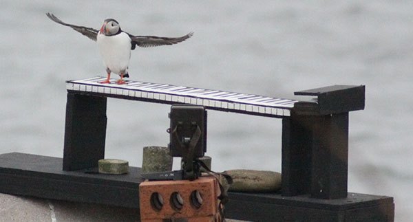 puffin-band-RSPB