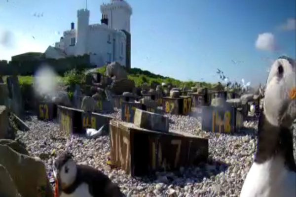 Live bird feed shows puffins and roseate terns on Coquet Island