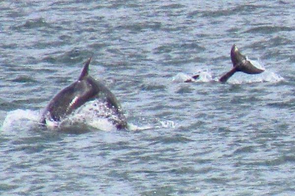 Bottlenose dolphins play in the harbour mouth