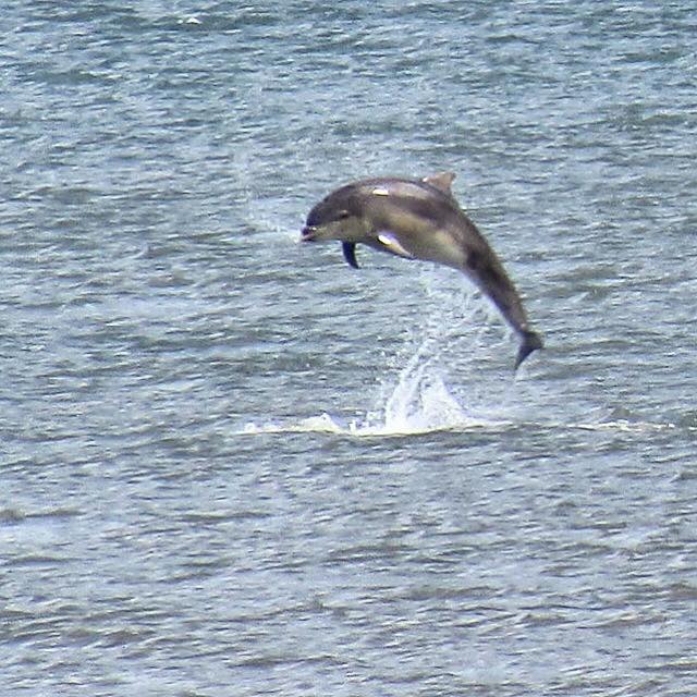 dolphin jumping