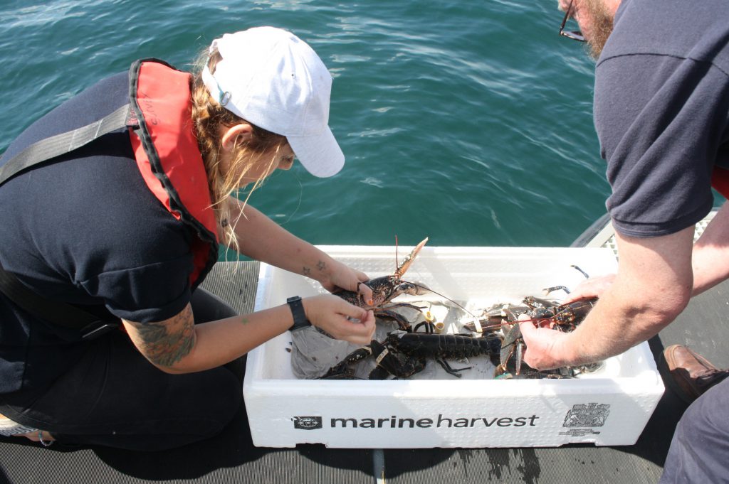 Buy one, set one free at the lobster hatchery The Ambler