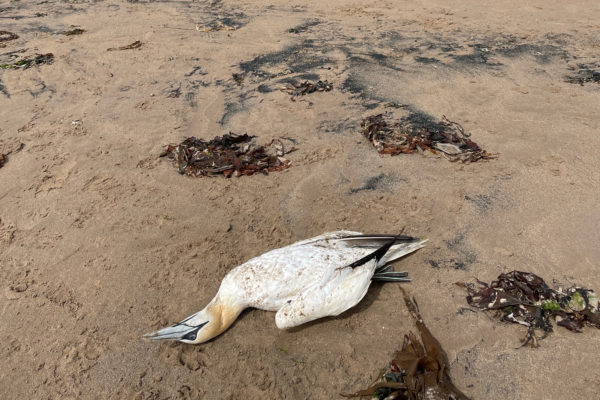 Concern over dead seabirds along Amble coastline