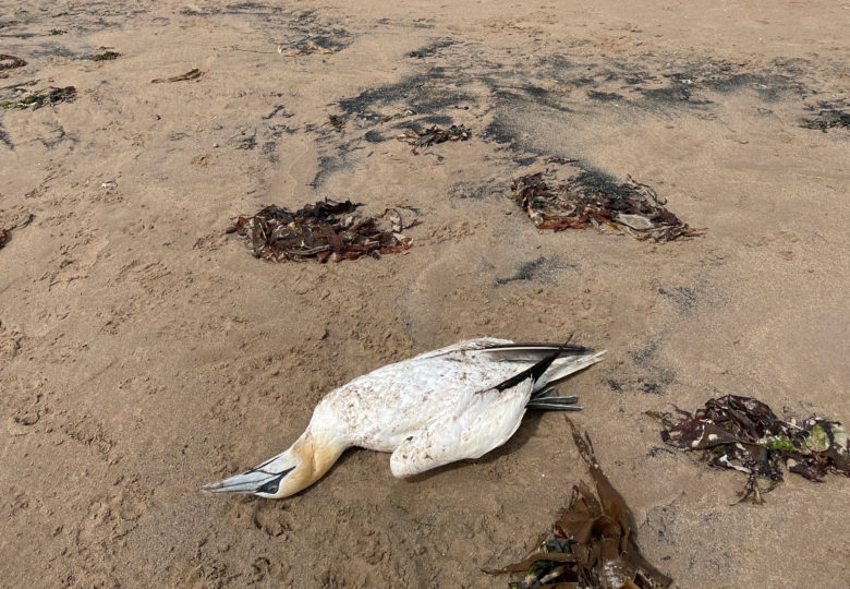Dead birds found along coast