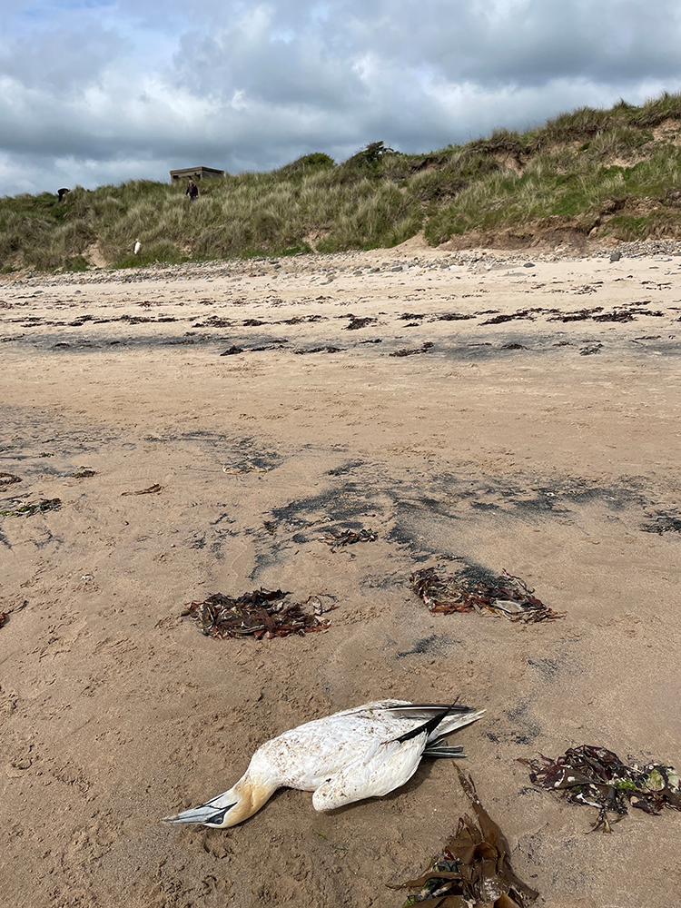 dead gannet on beach