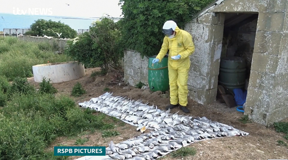 Warden counting dead birds on Coquet Island