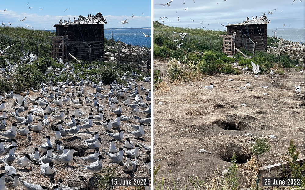 image taken on 15 june 2022 with hundreds of birds alongside image of 29 june showing very few birds image of Sandwich Terns 