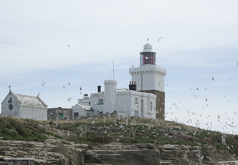 Coquet Island, seabirds, lighthouse