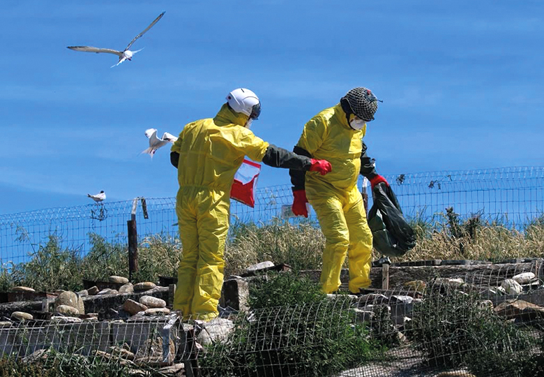 wardens on Coquet Island, seabirds