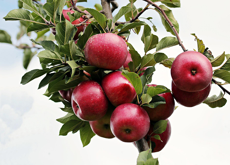 apples on a tree