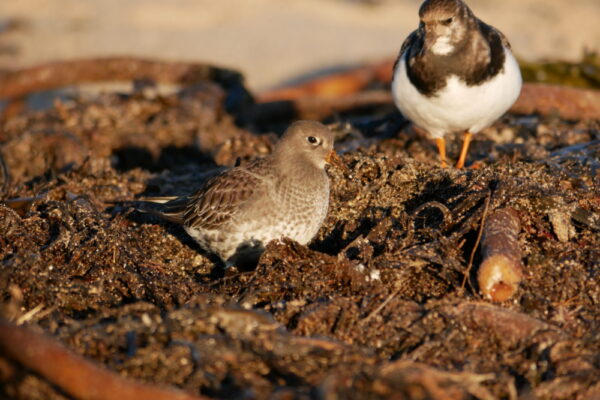Picture of sandpiper and turnstone