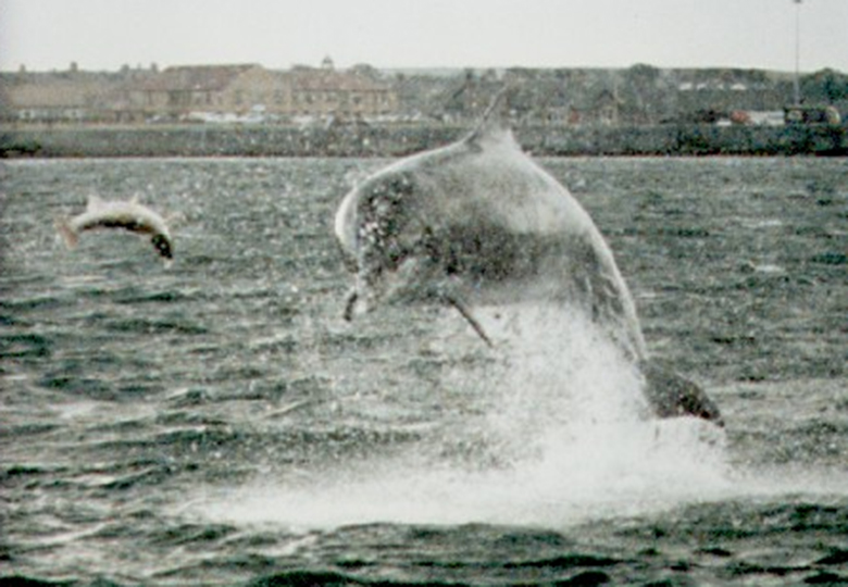 Freddy the dolphin jumping out of the sea at Amble Harbour. He is catching a salmon.