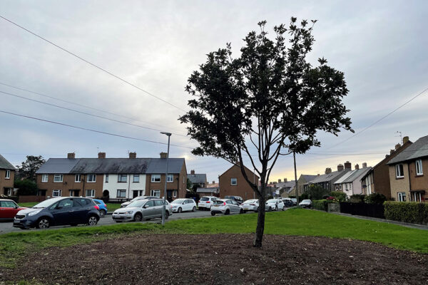 Shrubs removal leaves residents and councillors stumped