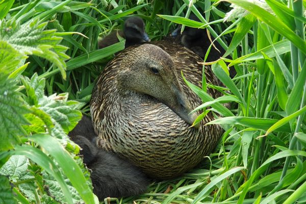 Eiders of Coquet Island