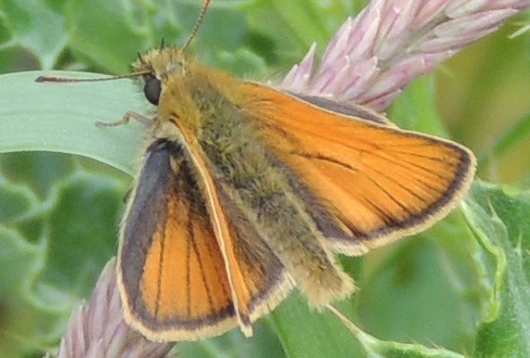 Hugh’s views: Helping Nature Part 2 #158