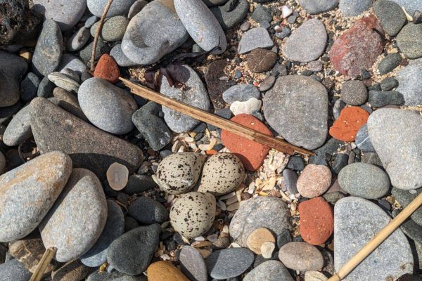 Nesting season is underway